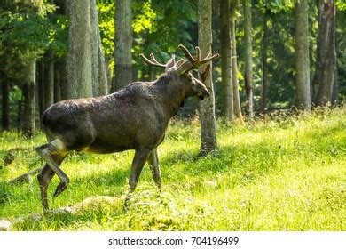 Moose Forest Stock Photo 704196499 | Shutterstock