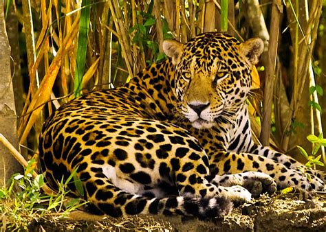 What Animals Live in Ecuador’s Amazon Rainforest? Our 7 Favorites ...