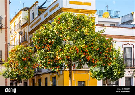 Seville oranges spain hi-res stock photography and images - Alamy