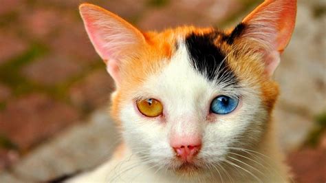 Different colored eyes cat | Pretty cats, Cute animals, Animals