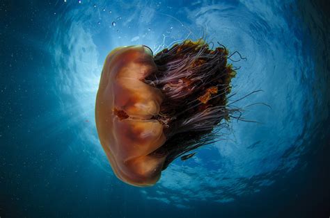 Lion's Mane Jellyfish - Oceana Canada