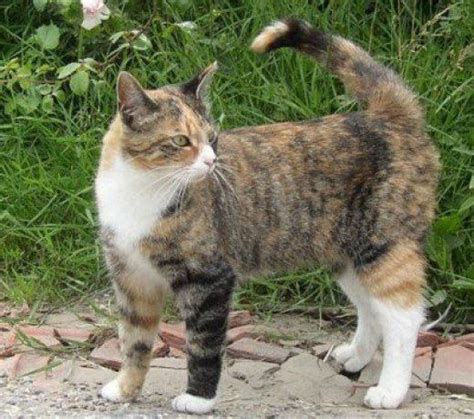 Calico Tortoiseshell Cat Breeds - Pets Lovers