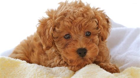 Brown fluffy puppy on a blanket wallpaper - Animal wallpapers - #52599