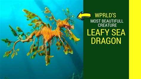 Dollzis: Leafy Sea Dragon Habitat Description