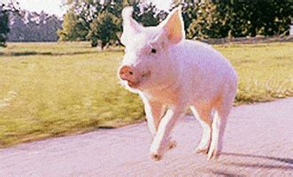 Happy Pig GIFs - Find & Share on GIPHY