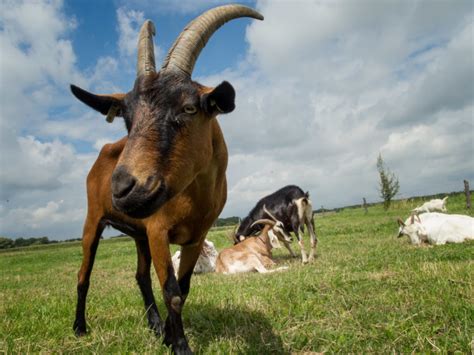 Free Image: Brown Goat | Libreshot Public Domain Photos