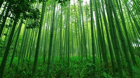 Green Bamboo Forest Wallpapers - Wallpaper Cave