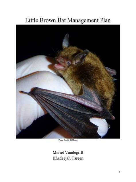 Myotis Lucifugus Management Plan | PDF | Bat | Conservation Biology