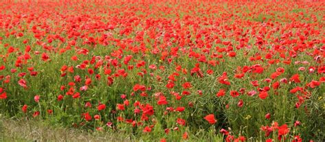 dysnomia...: Poppies in July