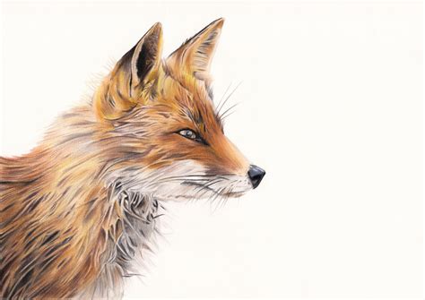 Fox Art Originele Red Fox Tekening / Fox Wall Art / Originele Wildlife ...