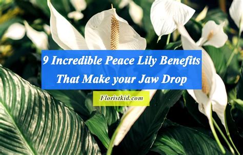 Health Benefits Of Lily Flower | Best Flower Site