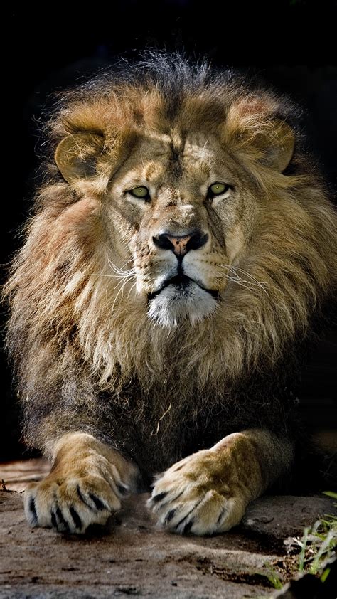 Lion Wallpaper Android - KoLPaPer - Awesome Free HD Wallpapers