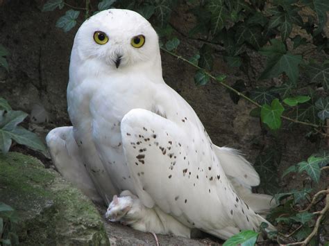 Snowy Owl - True Wildlife Creatures