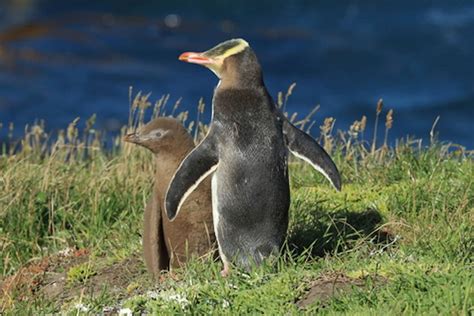 Yellow-Eyed Penguins At Risk Of Extinction In New Zealand - The Dodo