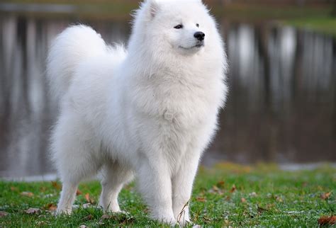 samoyed puppies - Wallpapers Free