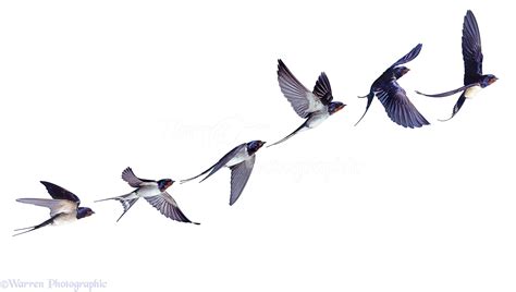 The meaning and symbolism of the word - «Swallow»