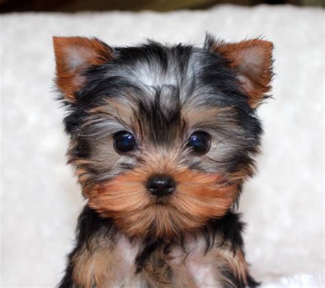 Micro Teacup Yorkie Puppy for sale! | iHeartTeacups