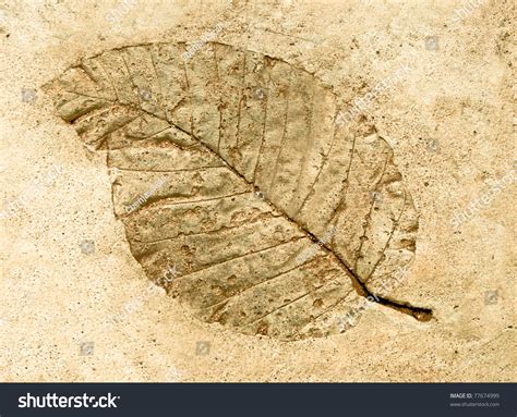 6,877 Fossil Leaf Stock Photos, Images & Photography | Shutterstock