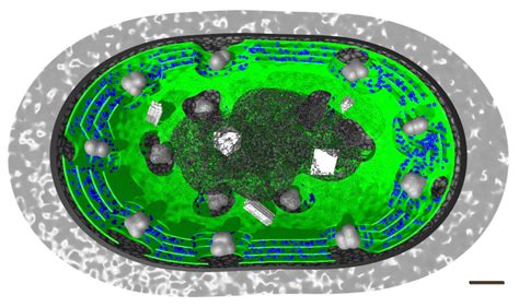 Thylakoid Membrane Cyanobacteria