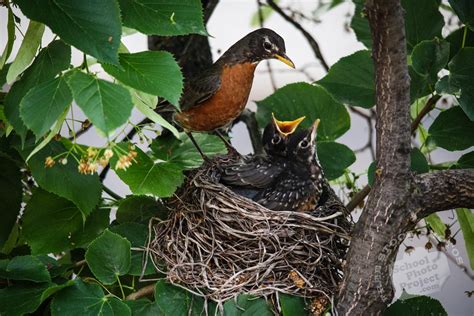 Baby Robins, FREE Stock Photo: Robin Bird Feeds Her Chicks Royalty-Free Animal Stock Image