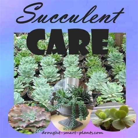 Caring for Succulents; How to Grow the best, biggest, healthiest Succulent Plants... Growing ...