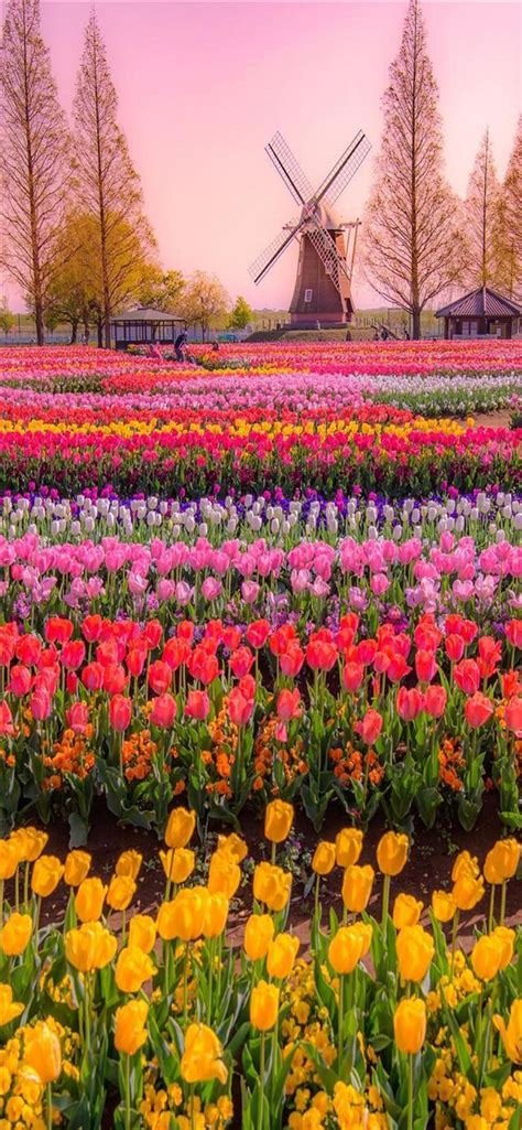 Tulip Fields of Netherlands iPhone 11 Wallpapers Free Download