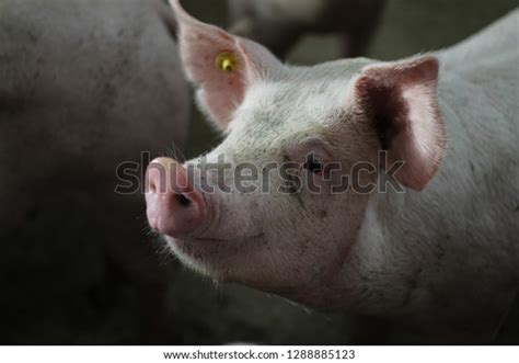 Happy Pig Farm Stock Photo 1288885123 | Shutterstock