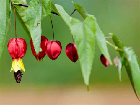 Abutilon megapotamicum - Trailing Abutilon | World of Flowering Plants