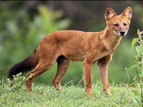 A way to track endangered wild dogs