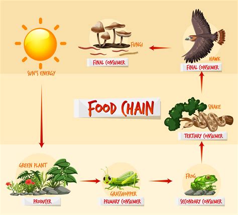 Animal Food Chain Diagram