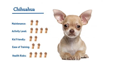 Dog Breeds Chihuahua - PUPPY CUTE DOG