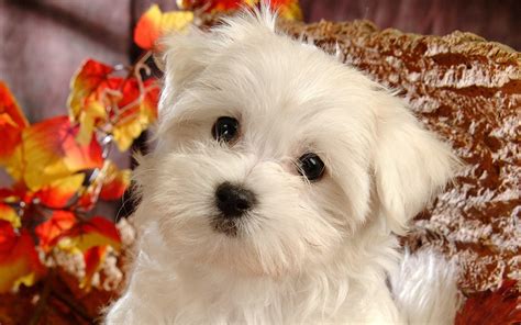 Fluffy Puppies Wallpapers - Wallpaper Cave