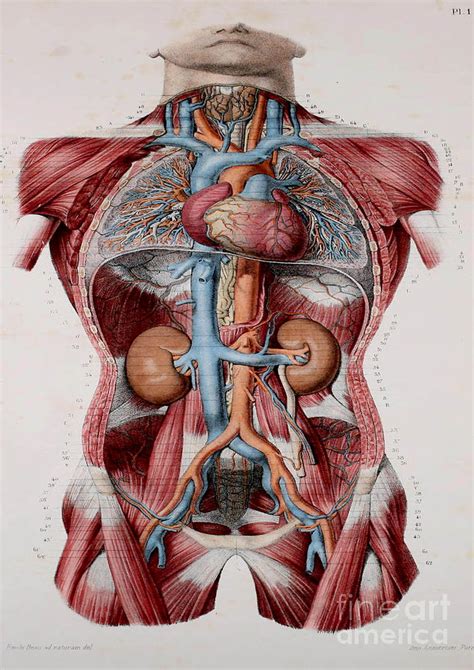 Human Anatomy Painting