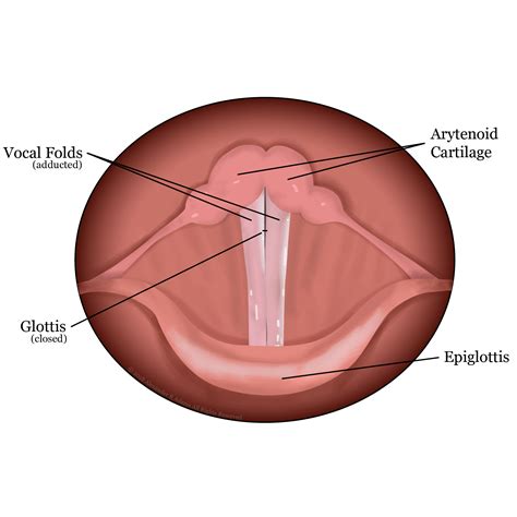 Learn to Love Your Folds - Anatomy of Your Voice, Pt. 1 — Blog