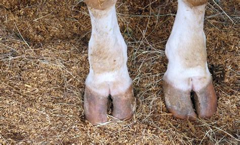 3 Best Cow Hooves for Dogs: Are They Safe?