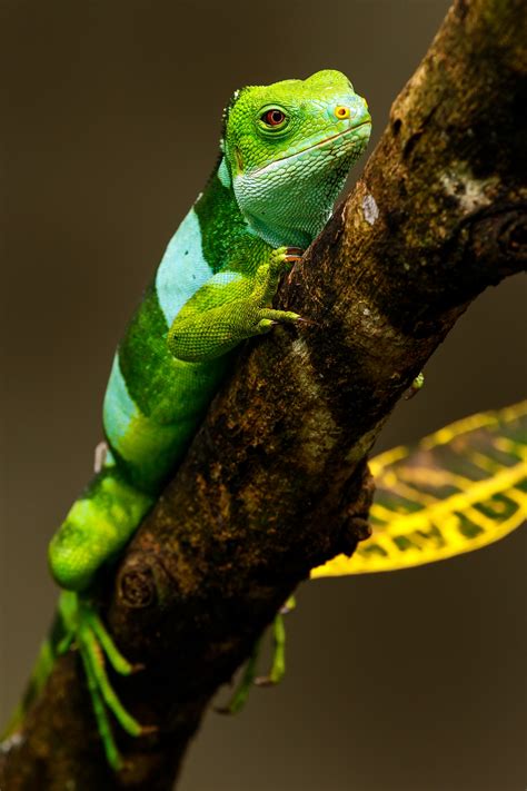 53 of the Most Colorful Reptiles in the World - Color Meanings