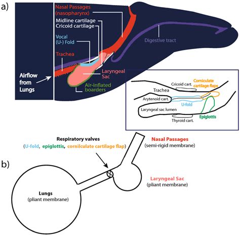 Whale Anatomy