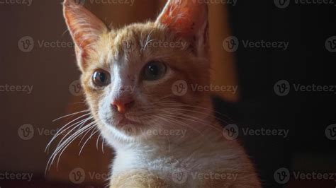 an orange cat sleeping and playing in a natural house 7047041 Stock Photo at Vecteezy