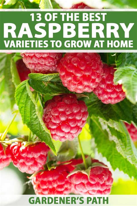 The Top 13 Raspberry Varieties to Grow in Zones 3-9 | Gardener’s Path