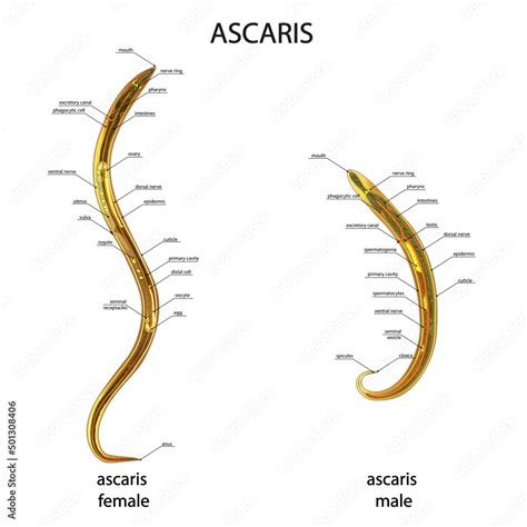 Ascaris Lumbricoides Female Internal Anatomy Ascaris Illustrazione | Porn Sex Picture