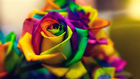 Rainbow Roses Wallpaper (48+ images)