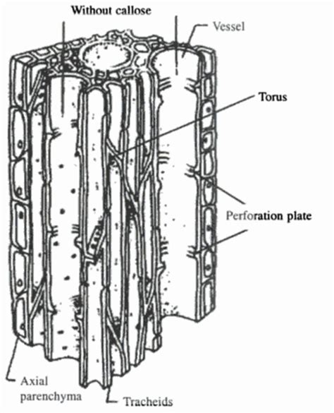 Functional optimization of tracheids and vessels in wood - Blogionik