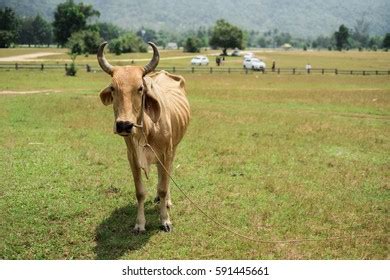 Ox Cow Farm Stock Photo 591445661 | Shutterstock