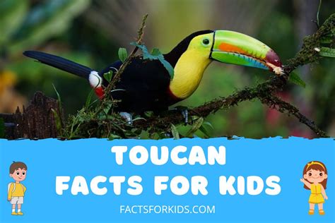 13 Toucan Facts for Kids to Ignite Their Curiosity – Facts For Kids