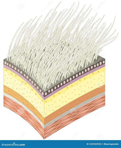 Polar Bear Fur Microscope