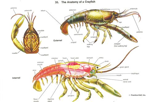 Internal Anatomy Of Crayfish - ANATOMY