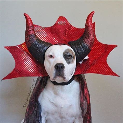 Pit Bulls Of Instagram on Instagram: “Mood ️ @pandorable_n_co” | Dog halloween costumes, Cute ...