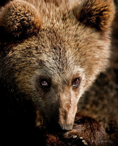 Baby Grizzly Bear Head Closeup Cute Expression Photograph by Dan Barba