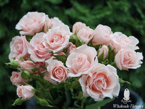 LIGHT PINK SPRAY ROSES | Rosanti Flowers