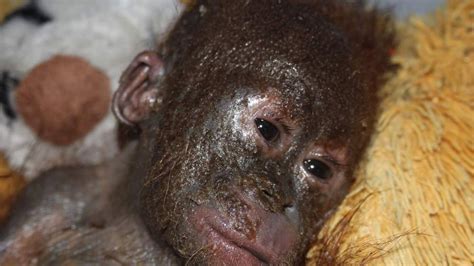 Dumped Baby Orangutan Rescued By UK Charity | World News | Sky News